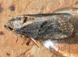 Small Characoma